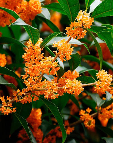 Osmanthus Scent: The Autumn Candle Fragrance You Haven't Tried